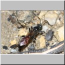 Ctenichneumon panzeri - Schupfwespe w01c 14mm - OS-Hasbergen Lehmhuegel-fdet02.jpg